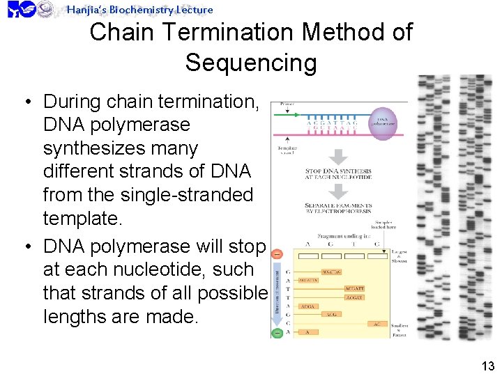 Hanjia’s Biochemistry Lecture Chain Termination Method of Sequencing • During chain termination, DNA polymerase
