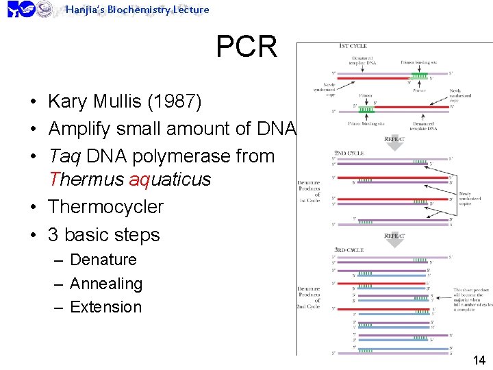 Hanjia’s Biochemistry Lecture PCR • Kary Mullis (1987) • Amplify small amount of DNA