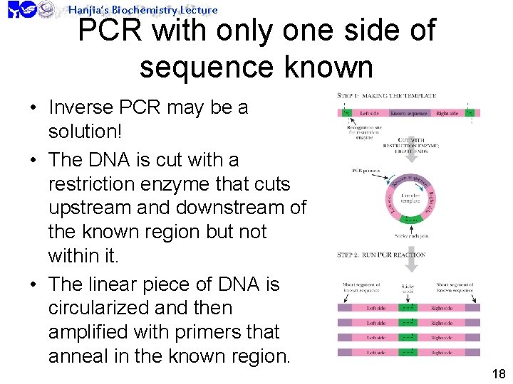 Hanjia’s Biochemistry Lecture PCR with only one side of sequence known • Inverse PCR