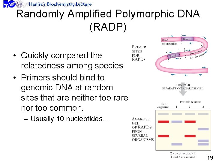 Hanjia’s Biochemistry Lecture Randomly Amplified Polymorphic DNA (RADP) • Quickly compared the relatedness among