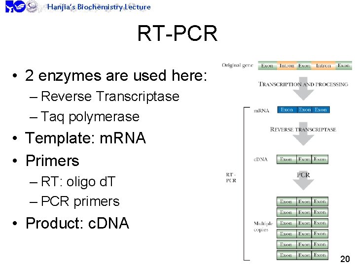 Hanjia’s Biochemistry Lecture RT-PCR • 2 enzymes are used here: – Reverse Transcriptase –