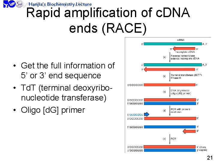 Hanjia’s Biochemistry Lecture Rapid amplification of c. DNA ends (RACE) • Get the full