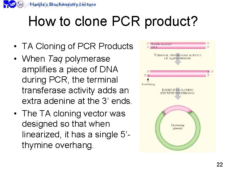 Hanjia’s Biochemistry Lecture How to clone PCR product? • TA Cloning of PCR Products