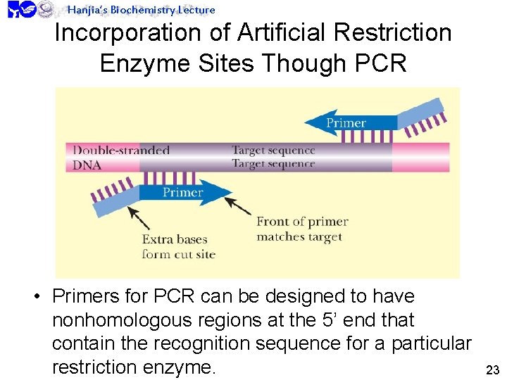 Hanjia’s Biochemistry Lecture Incorporation of Artificial Restriction Enzyme Sites Though PCR • Primers for