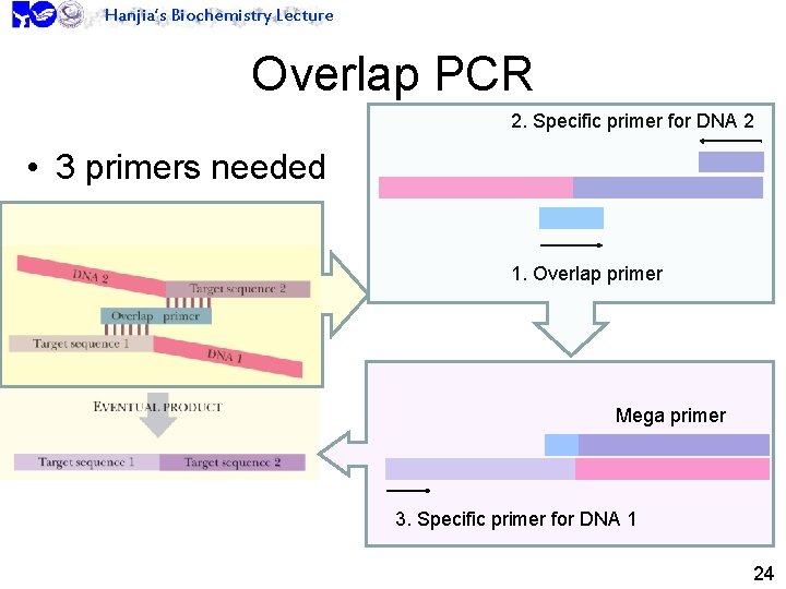 Hanjia’s Biochemistry Lecture Overlap PCR 2. Specific primer for DNA 2 • 3 primers