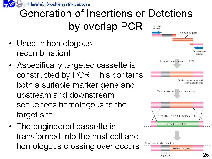 Hanjia’s Biochemistry Lecture Generation of Insertions or Detetions by overlap PCR • Used in