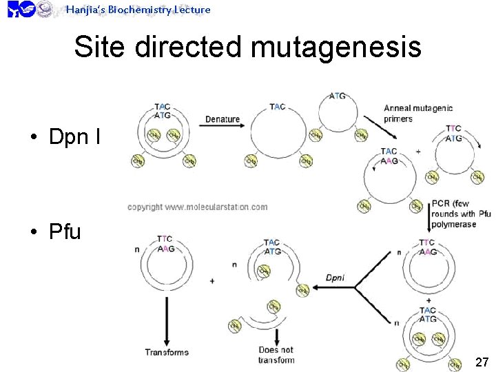 Hanjia’s Biochemistry Lecture Site directed mutagenesis • Dpn I • Pfu 27 