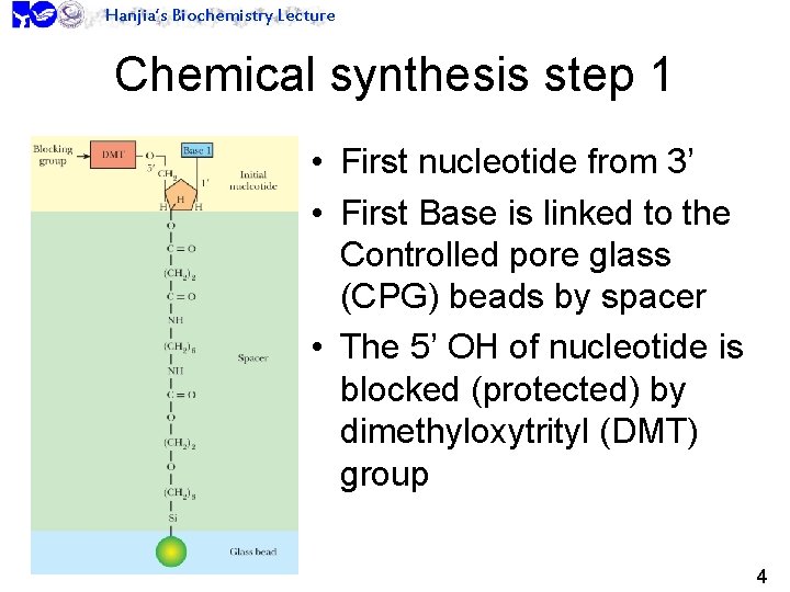 Hanjia’s Biochemistry Lecture Chemical synthesis step 1 • First nucleotide from 3’ • First