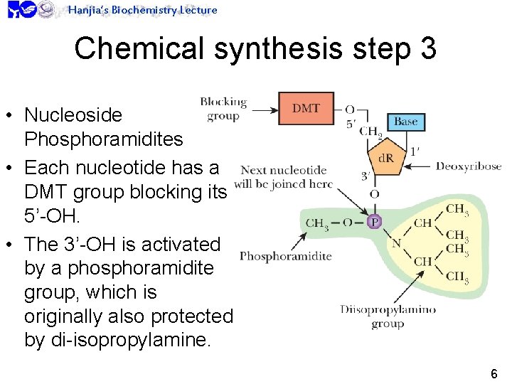 Hanjia’s Biochemistry Lecture Chemical synthesis step 3 • Nucleoside Phosphoramidites • Each nucleotide has