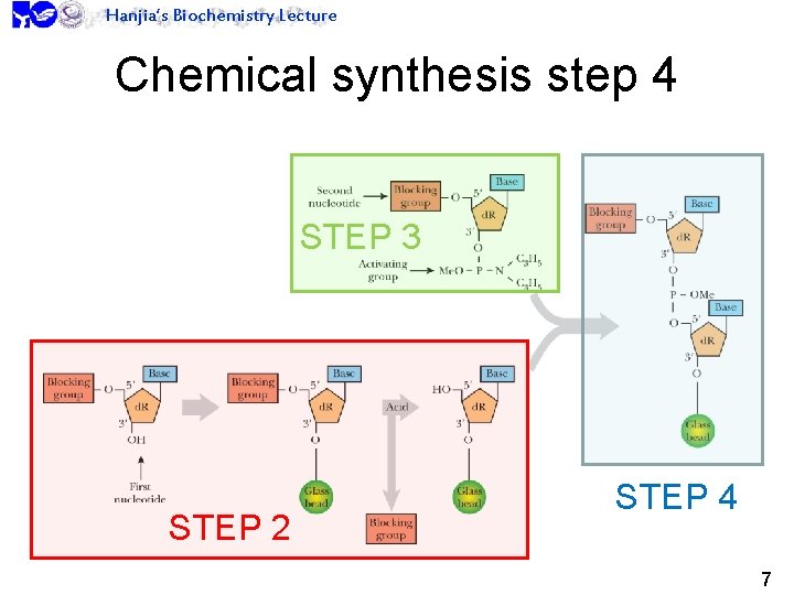 Hanjia’s Biochemistry Lecture Chemical synthesis step 4 STEP 3 STEP 2 STEP 4 7