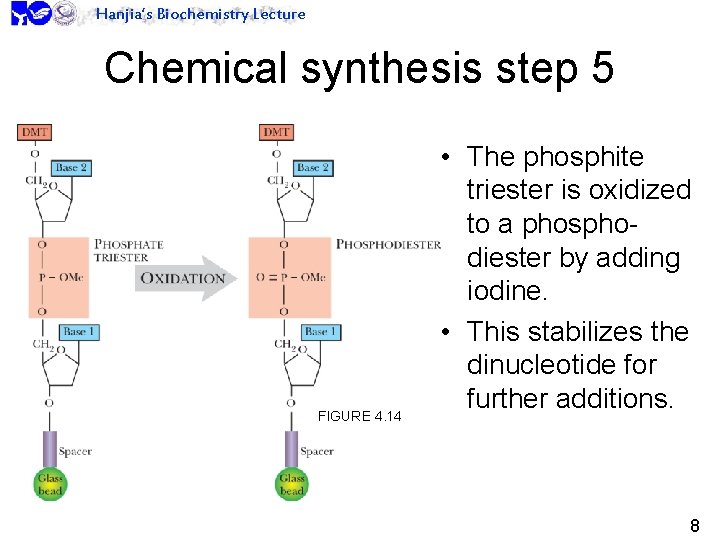 Hanjia’s Biochemistry Lecture Chemical synthesis step 5 FIGURE 4. 14 • The phosphite triester