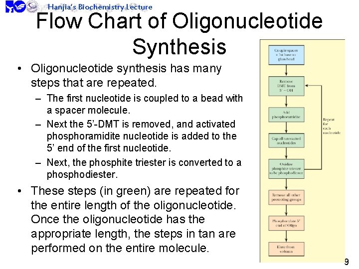 Hanjia’s Biochemistry Lecture Flow Chart of Oligonucleotide Synthesis • Oligonucleotide synthesis has many steps
