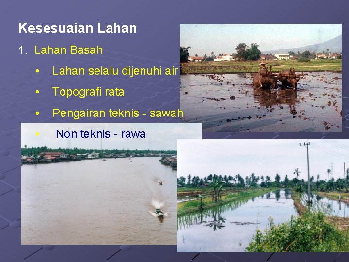 Kesesuaian Lahan 1. Lahan Basah • Lahan selalu dijenuhi air • Topografi rata •