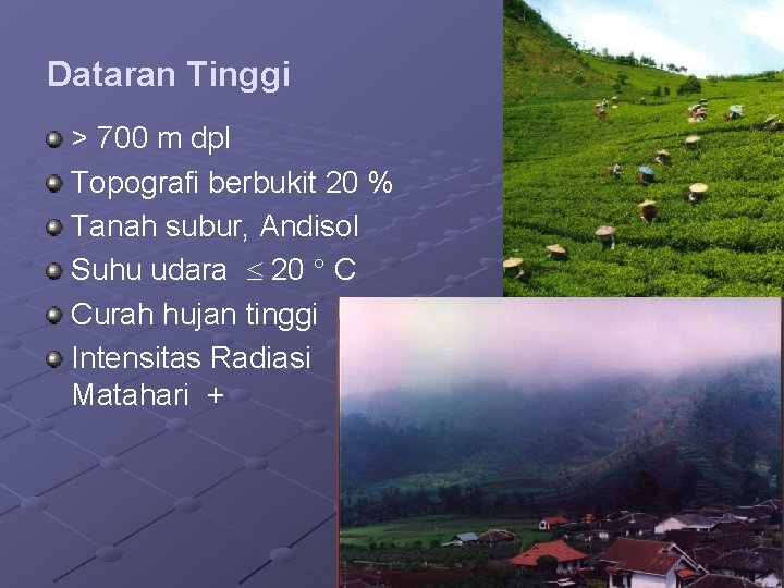 Dataran Tinggi > 700 m dpl Topografi berbukit 20 % Tanah subur, Andisol Suhu