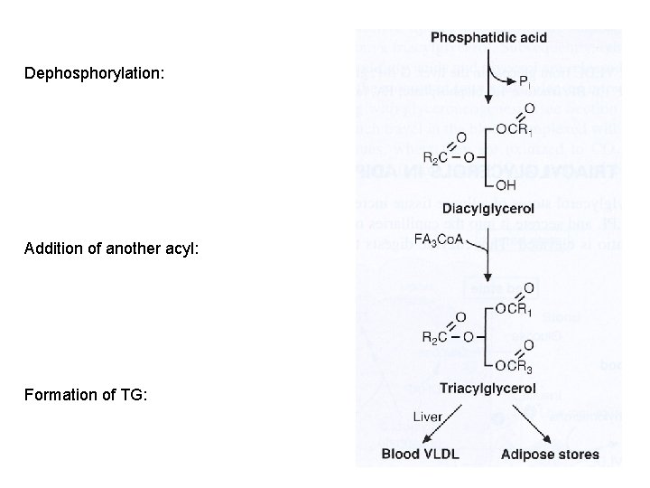Dephosphorylation: Addition of another acyl: Formation of TG: 