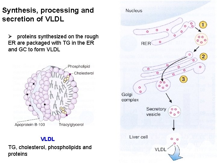 Synthesis, processing and secretion of VLDL Ø proteins synthesized on the rough ER are