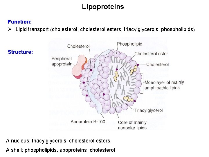 Lipoproteins Function: Ø Lipid transport (cholesterol, cholesterol esters, triacylglycerols, phospholipids) Structure: A nucleus: triacylglycerols,