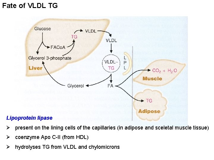 Fate of VLDL TG Lipoprotein lipase Ø present on the lining cells of the