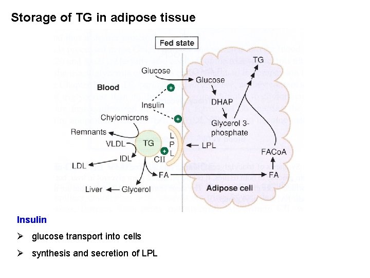 Storage of TG in adipose tissue Insulin Ø glucose transport into cells Ø synthesis