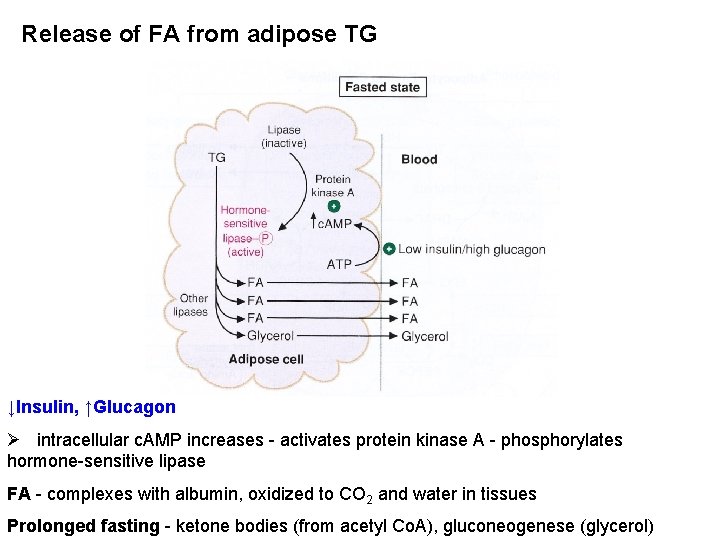 Release of FA from adipose TG ↓Insulin, ↑Glucagon Ø intracellular c. AMP increases -