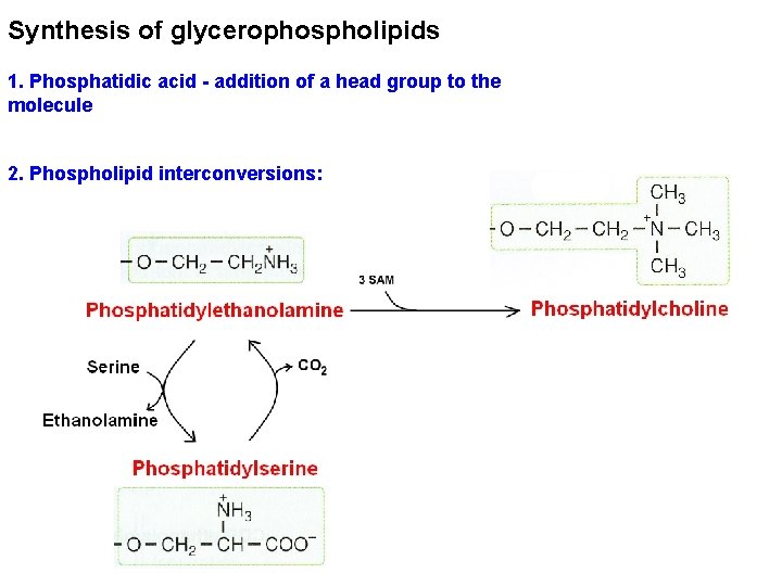 Synthesis of glycerophospholipids 1. Phosphatidic acid - addition of a head group to the