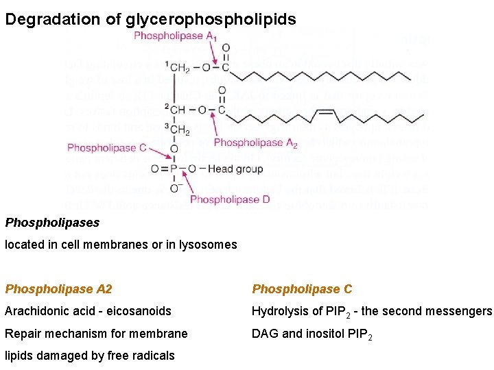 Degradation of glycerophospholipids Phospholipases located in cell membranes or in lysosomes Phospholipase A 2