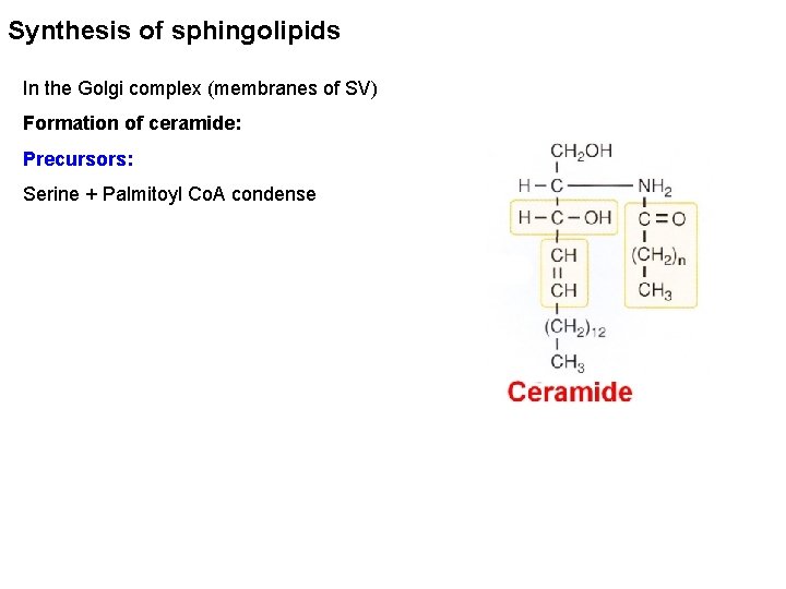 Synthesis of sphingolipids In the Golgi complex (membranes of SV) Formation of ceramide: Precursors: