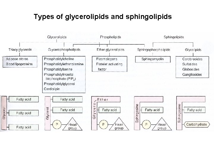 Types of glycerolipids and sphingolipids 