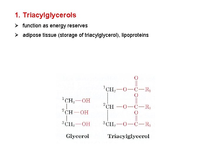 1. Triacylglycerols Ø function as energy reserves Ø adipose tissue (storage of triacylglycerol), lipoproteins