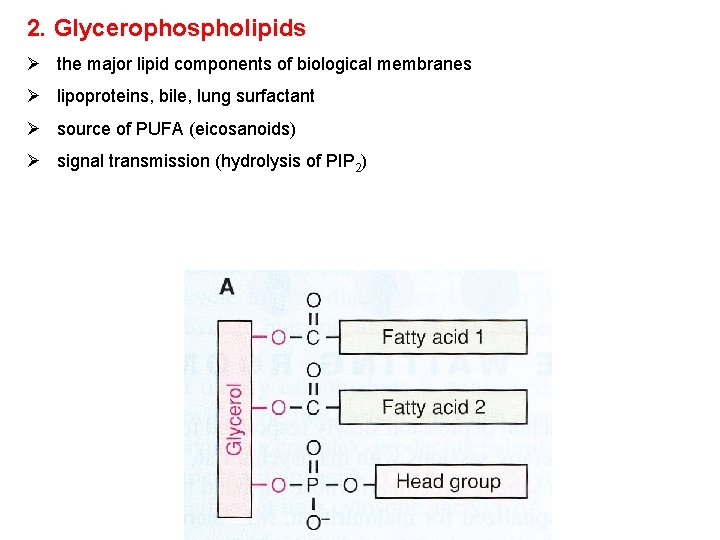 2. Glycerophospholipids Ø the major lipid components of biological membranes Ø lipoproteins, bile, lung