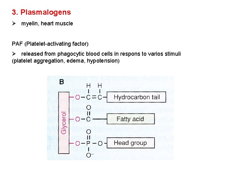 3. Plasmalogens Ø myelin, heart muscle PAF (Platelet-activating factor) Ø released from phagocytic blood