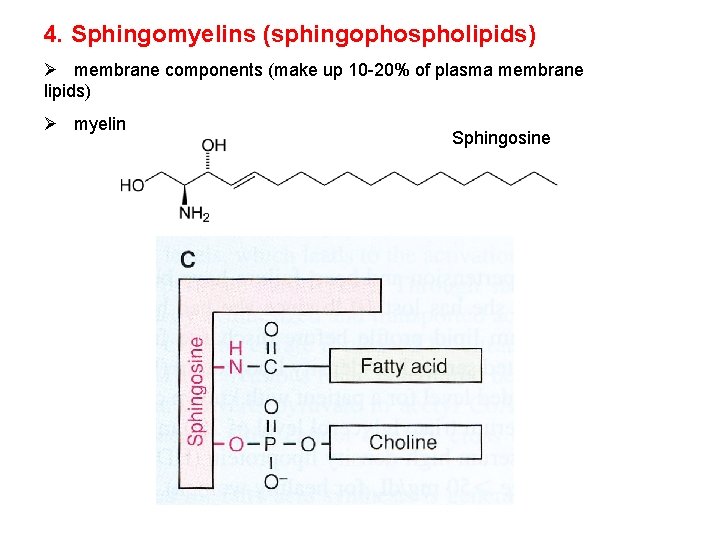4. Sphingomyelins (sphingophospholipids) Ø membrane components (make up 10 -20% of plasma membrane lipids)
