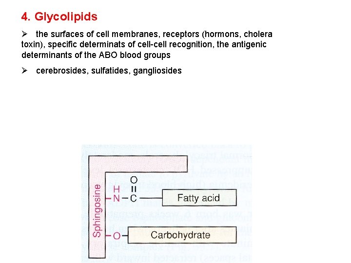 4. Glycolipids Ø the surfaces of cell membranes, receptors (hormons, cholera toxin), specific determinats