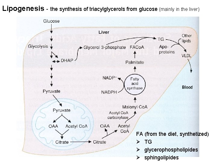 Lipogenesis - the synthesis of triacylglycerols from glucose (mainly in the liver) FA (from