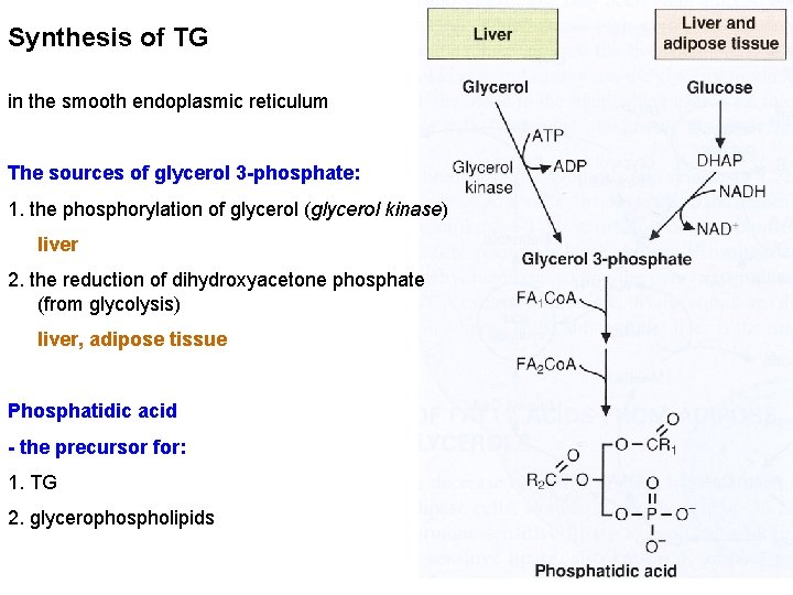 Synthesis of TG in the smooth endoplasmic reticulum The sources of glycerol 3 -phosphate: