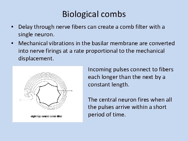 Biological combs • Delay through nerve fibers can create a comb filter with a