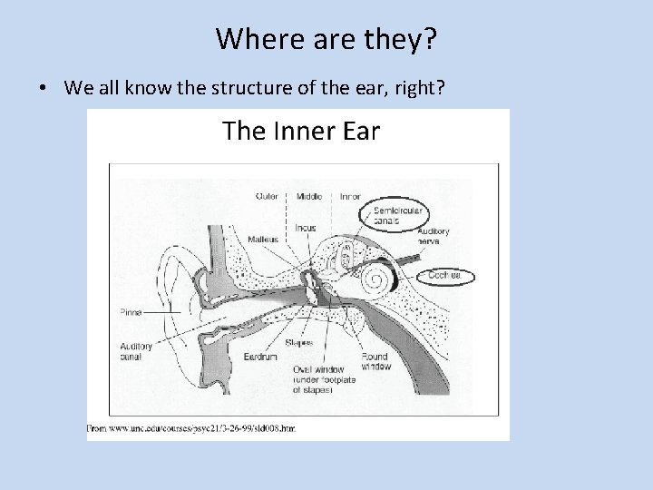 Where are they? • We all know the structure of the ear, right? 