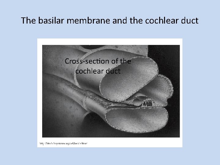 The basilar membrane and the cochlear duct 