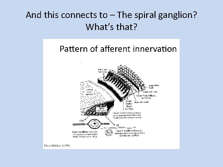 And this connects to – The spiral ganglion? What’s that? 