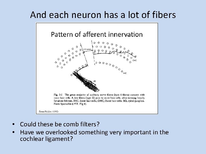 And each neuron has a lot of fibers • Could these be comb filters?