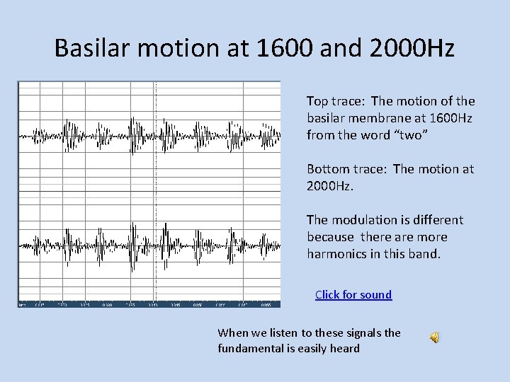 Basilar motion at 1600 and 2000 Hz Top trace: The motion of the basilar