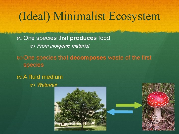 (Ideal) Minimalist Ecosystem One species that produces food From inorganic material One species that