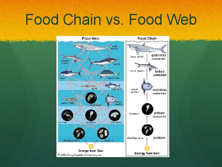 Food Chain vs. Food Web 