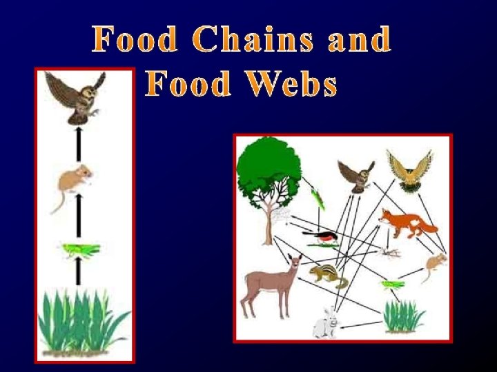Food Chain vs. Food Web 