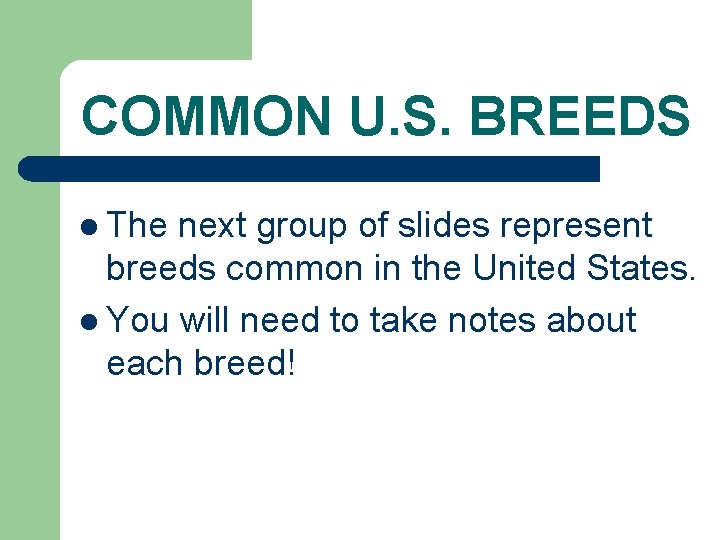 COMMON U. S. BREEDS l The next group of slides represent breeds common in
