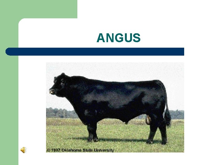 ANGUS 