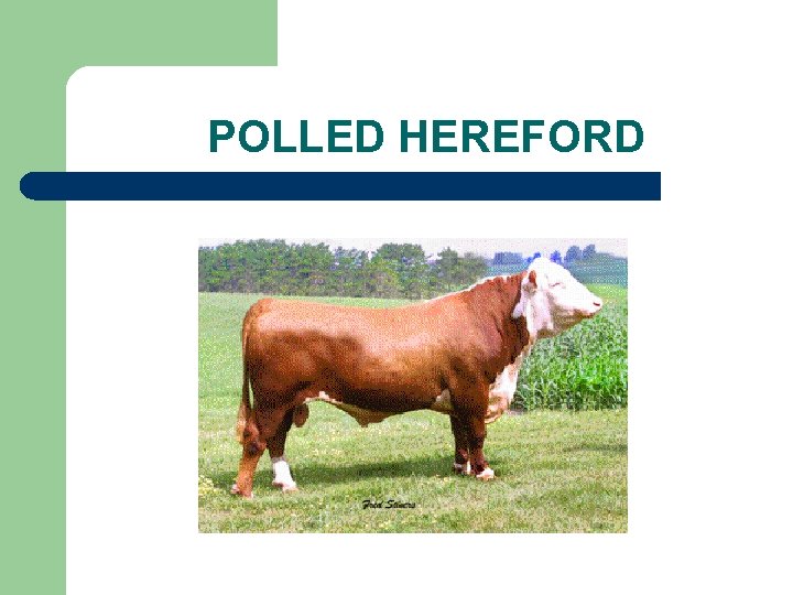POLLED HEREFORD 