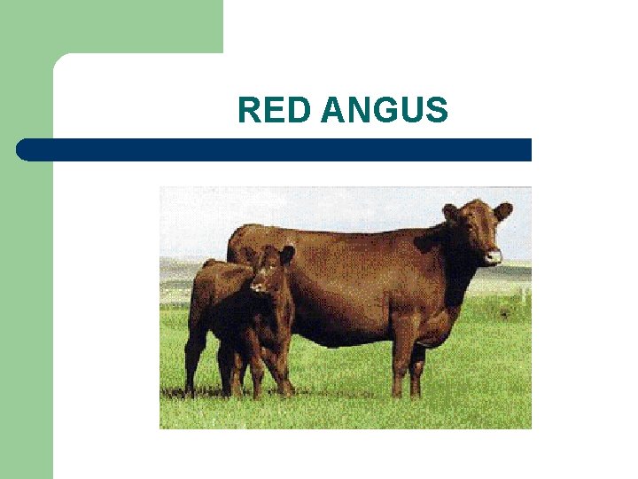 RED ANGUS 