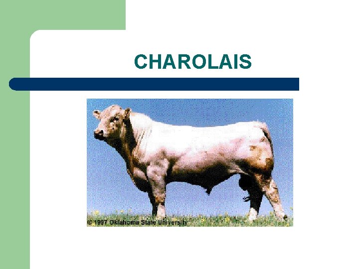 CHAROLAIS 