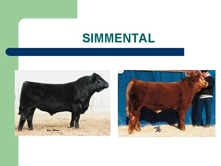 SIMMENTAL 